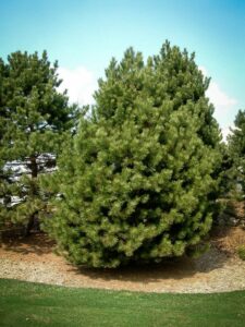 Сосна Чёрная (Pinus Nigra) купить по цене от 270.00р. в интернет-магазине «Посадика» с доставкой почтой в в Харовске и по всей России – [изображение №1].