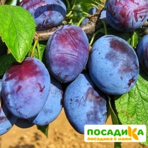 Слива Чачакская ранняя купить по цене от 229.00р. в интернет-магазине «Посадика» с доставкой почтой в в Харовске и по всей России – [изображение №1].