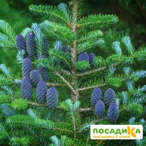 Пихта корейская (Abies koreana) купить по цене от 450.00р. в интернет-магазине «Посадика» с доставкой почтой в в Харовске и по всей России – [изображение №1].