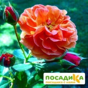 Роза Арабия купить по цене от 350.00р. в интернет-магазине «Посадика» с доставкой почтой в в Харовске и по всей России – [изображение №1].