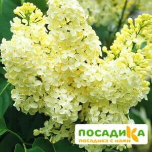 Сирень Примроуз (Primrose) купить по цене от 529.00р. в интернет-магазине «Посадика» с доставкой почтой в в Харовске и по всей России – [изображение №1].