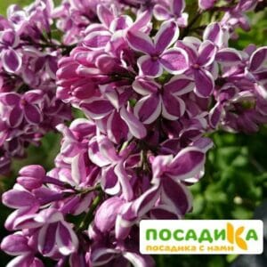 Сирень Сенсация купить по цене от 529.00р. в интернет-магазине «Посадика» с доставкой почтой в в Харовске и по всей России – [изображение №1].