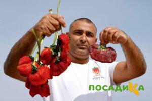 Клубника Гигант Джорнея купить по цене от 266р. в интернет-магазине «Посадика» с доставкой почтой в в Харовске и по всей России – [изображение №1].