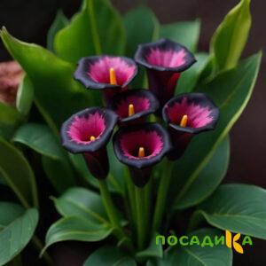 Калла Аура Лейс купить по цене от 400р. в интернет-магазине «Посадика» с доставкой почтой в в Харовске и по всей России – [изображение №1].