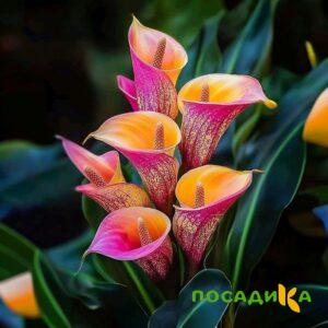 Калла Оникс купить по цене от 450р. в интернет-магазине «Посадика» с доставкой почтой в в Харовске и по всей России – [изображение №1].
