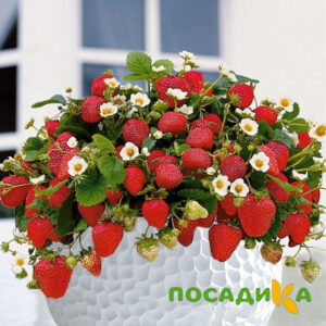 Клубника Рубиновый Шепот (горшечная) купить по цене от 240р. в интернет-магазине «Посадика» с доставкой почтой в в Харовске и по всей России – [изображение №1].