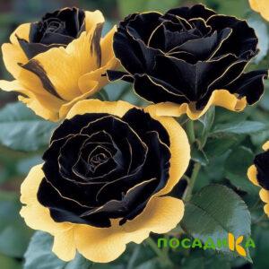 Роза Ханни Сикл купить по цене от 700р. в интернет-магазине «Посадика» с доставкой почтой в в Харовске и по всей России – [изображение №1].