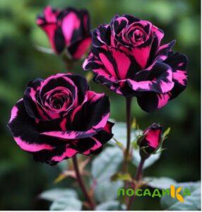 Роза Багровый Шепот купить по цене от 366р. в интернет-магазине «Посадика» с доставкой почтой в в Харовске и по всей России – [изображение №1].