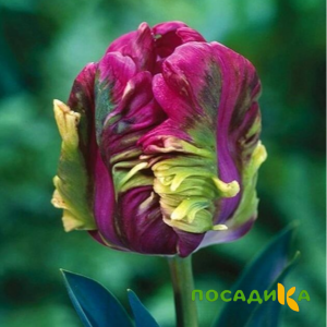 Тюльпан Экзотик Хэвен купить по цене от 186р. в интернет-магазине «Посадика» с доставкой почтой в в Харовске и по всей России – [изображение №1].