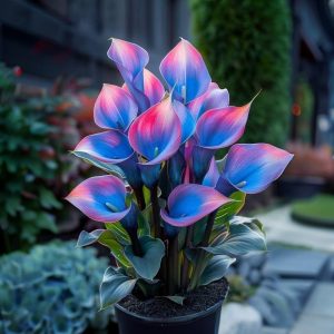 Калла Импрессия купить по цене от 590р. в интернет-магазине «Посадика» с доставкой почтой в в Харовске и по всей России – [изображение №1].